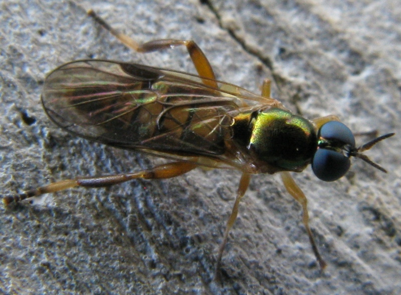 Chorisops sp stratiomyidae